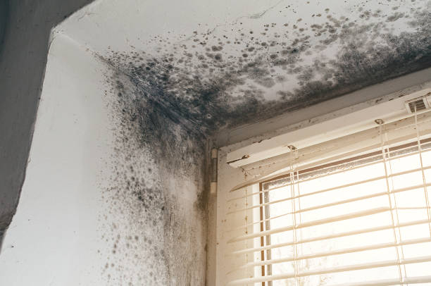 Affordable Attic Mold Remediation solutions in Oakland Mills, PA
